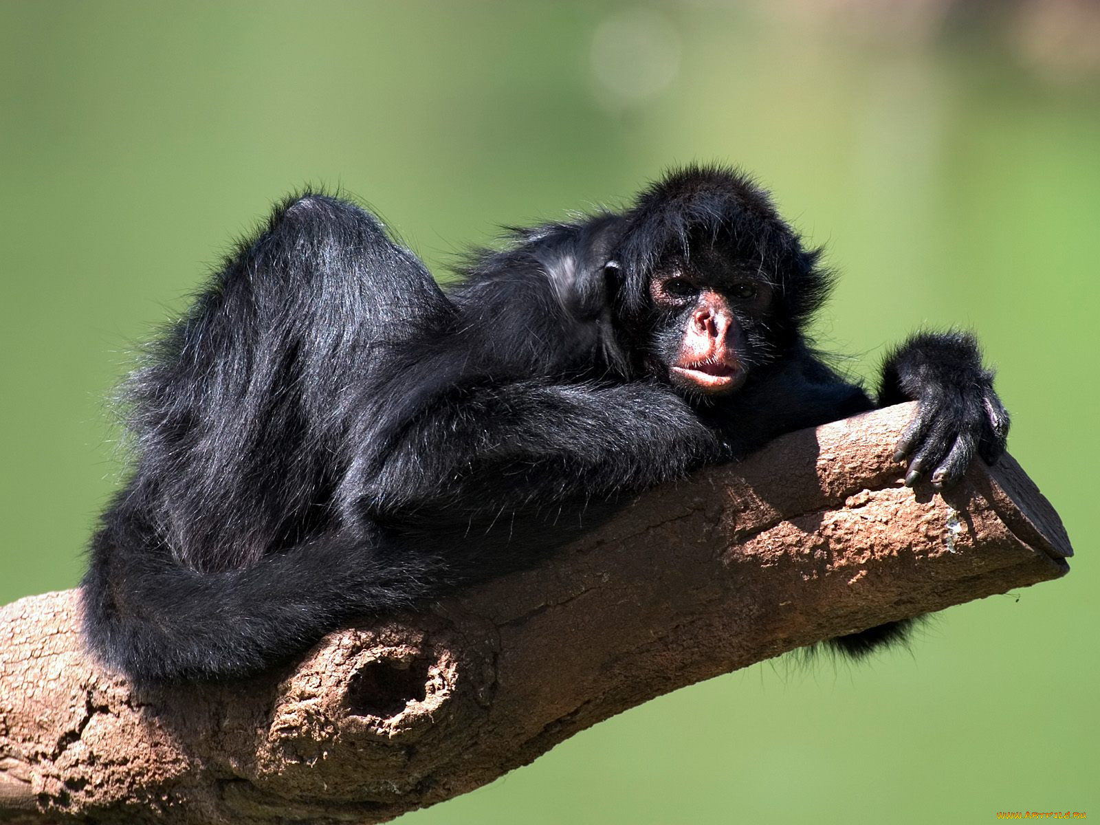 black, faced, spider, monkey, , 